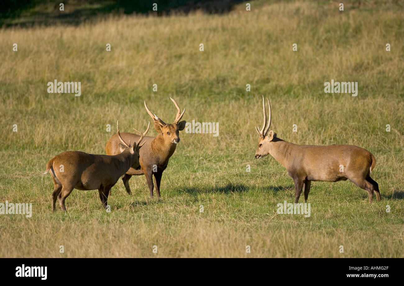 Hog Deer Stag Confrontation Banque D'Images