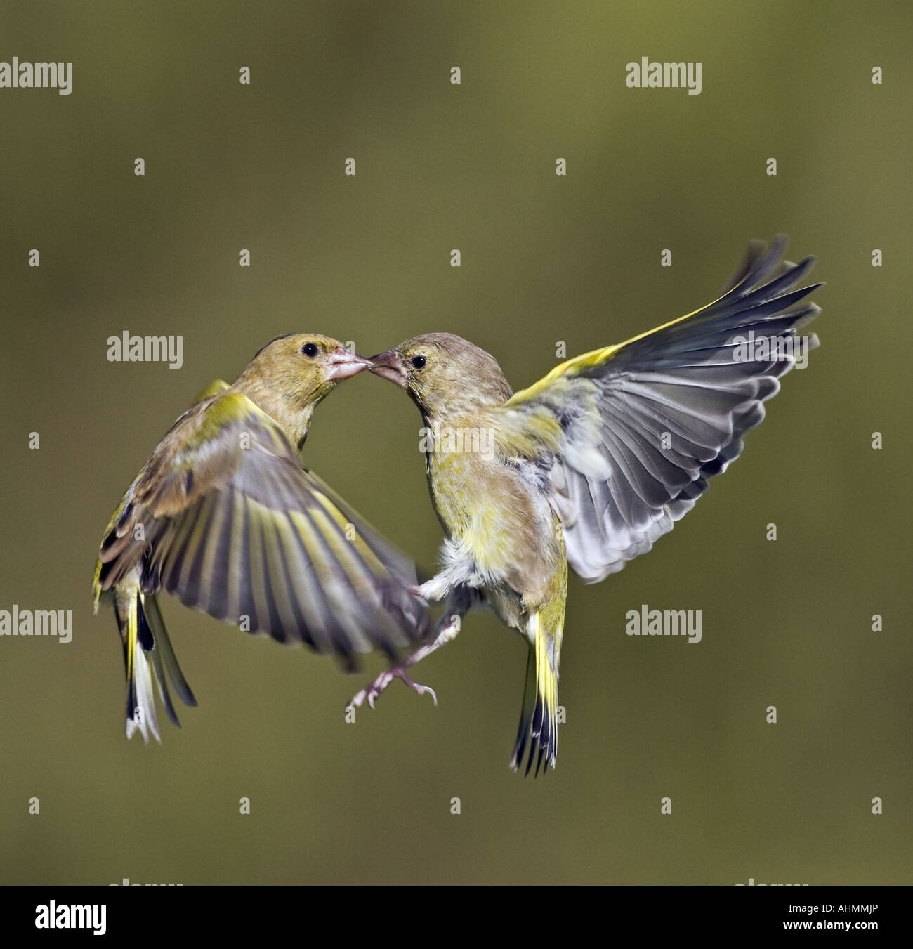 Greenfinches Carduelis chloris en vol avec de belles hors focus contexte Bedfordshire Potton Banque D'Images