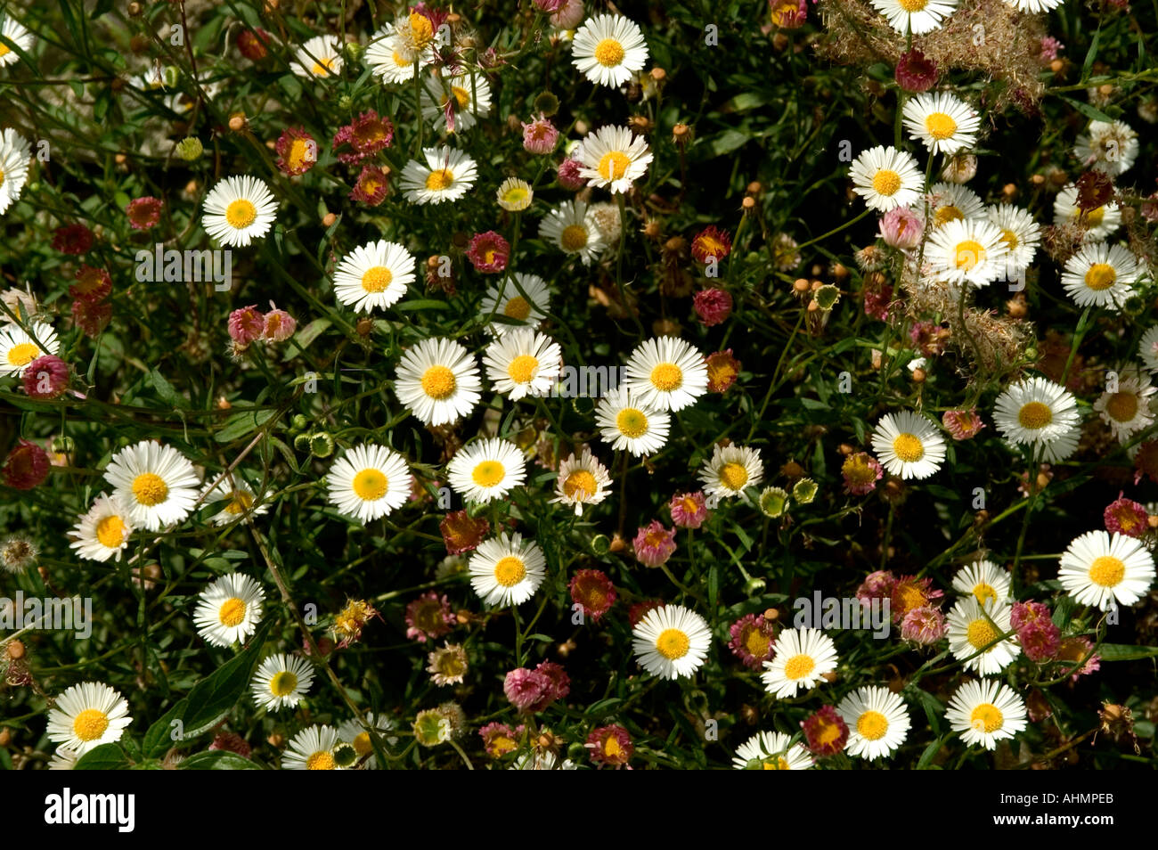 Toscane Italie Meditterranean Fattoria Valle fleurs Banque D'Images