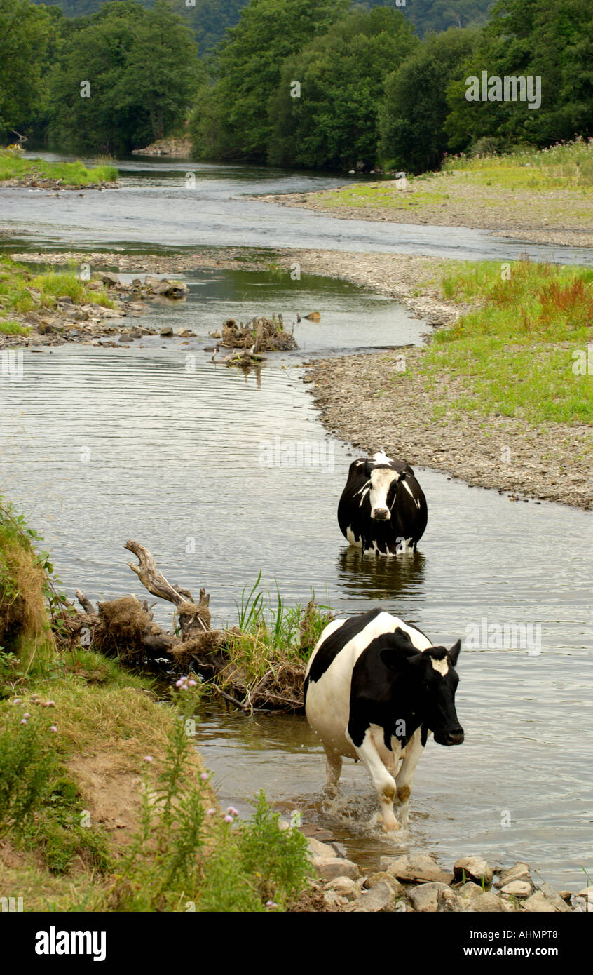 De vache dans la rivière Towy à Llandeilo Carmarthenshire Wales UK Banque D'Images