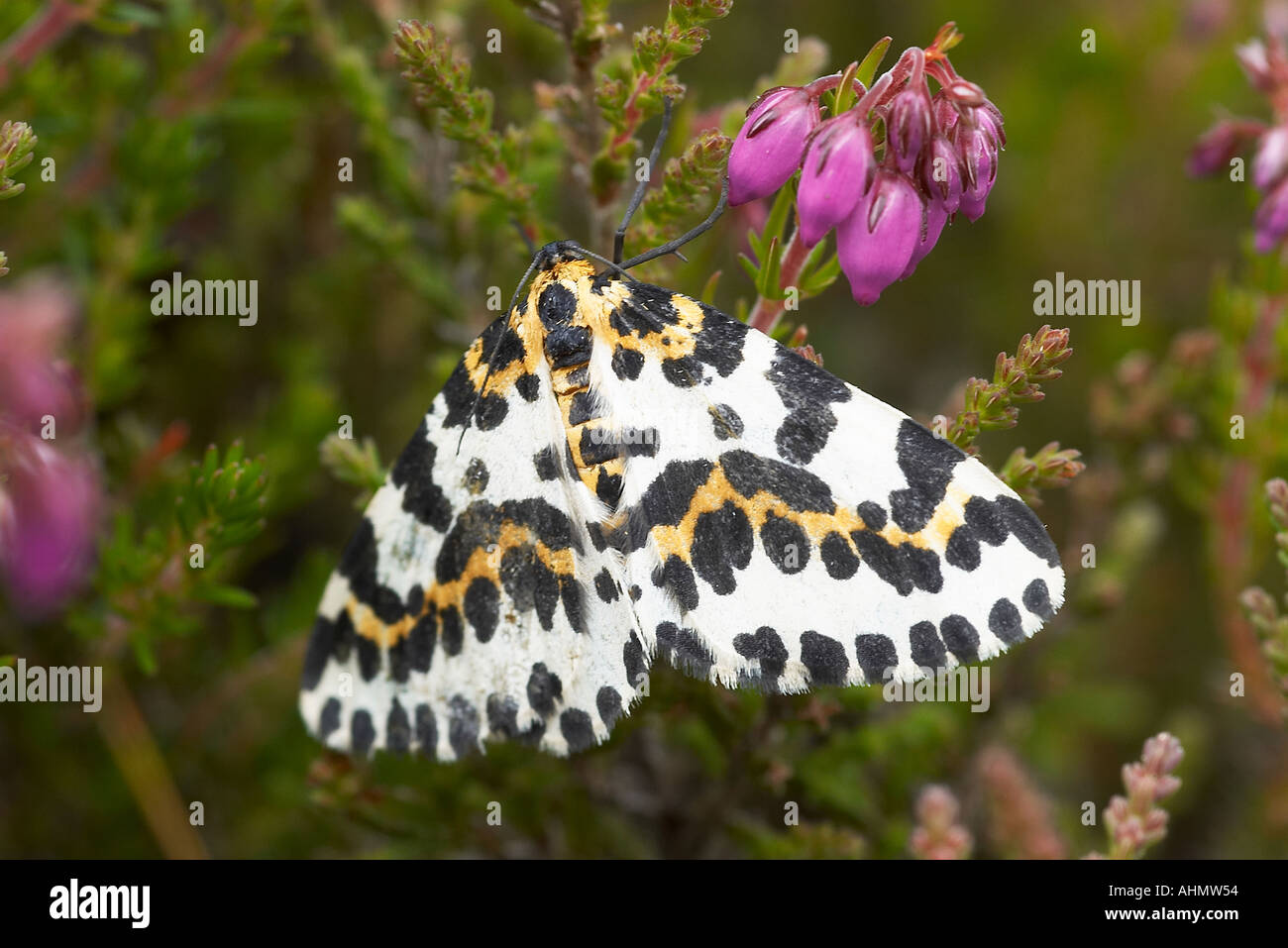 Magpie Moth Banque D'Images