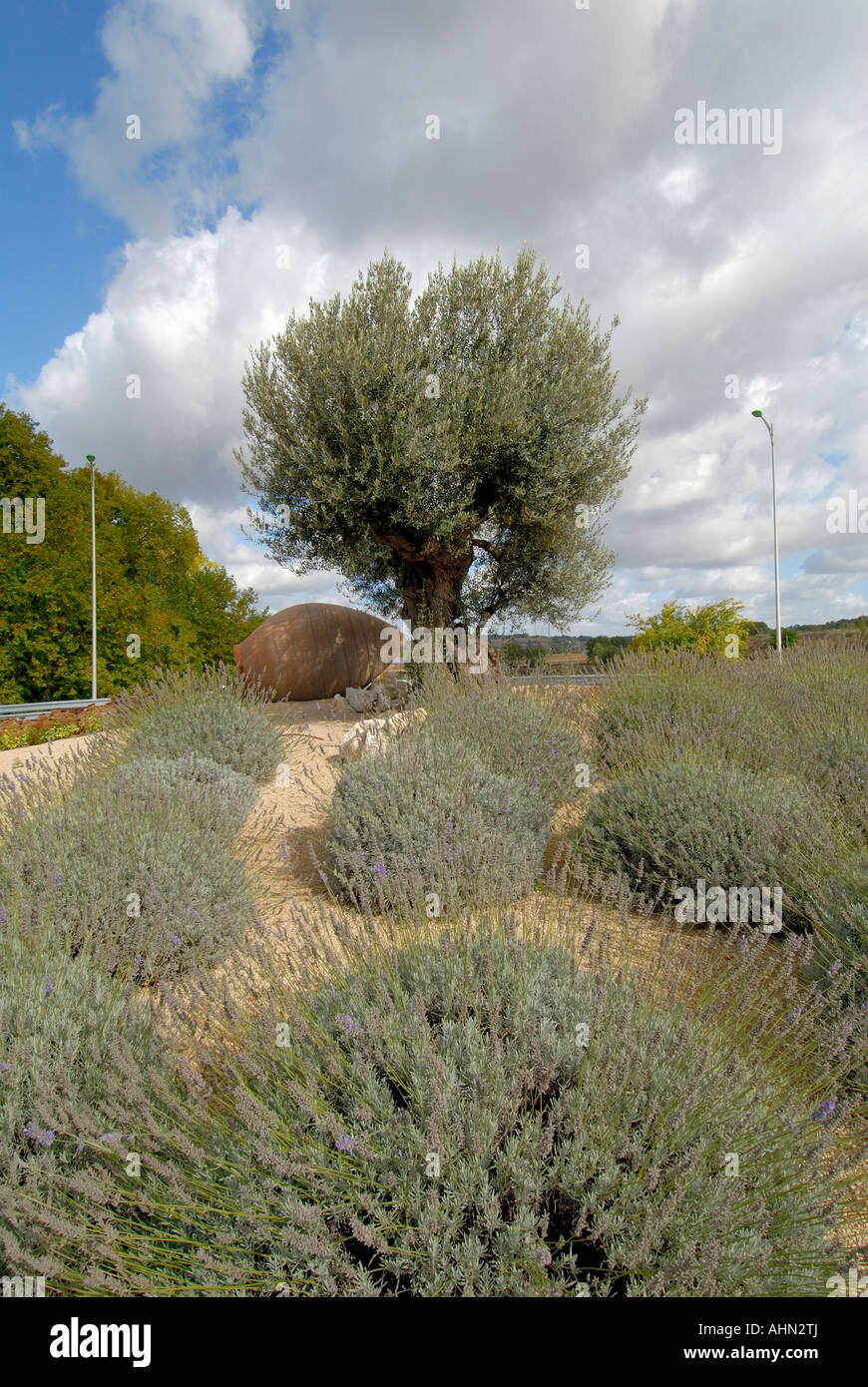 Olivier, pot en terre cuite et de lavandes sur le rond-point de circulation, CHATELLERAULT, Vienne, France. Banque D'Images