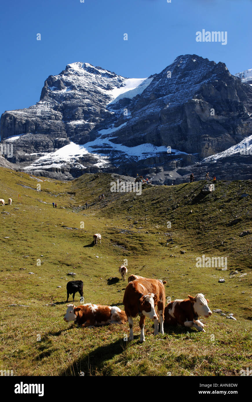 Les vaches sur les pâturages alpien ci-dessous Eigen et Moench montagne, Alpes Bernoises, Suisse Banque D'Images