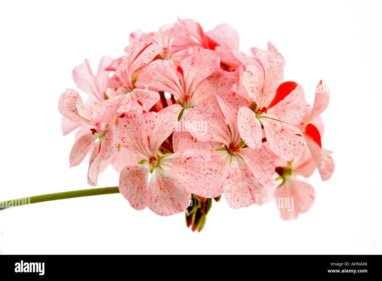 Mouchetée rouge géranium (Pelargonium) Banque D'Images