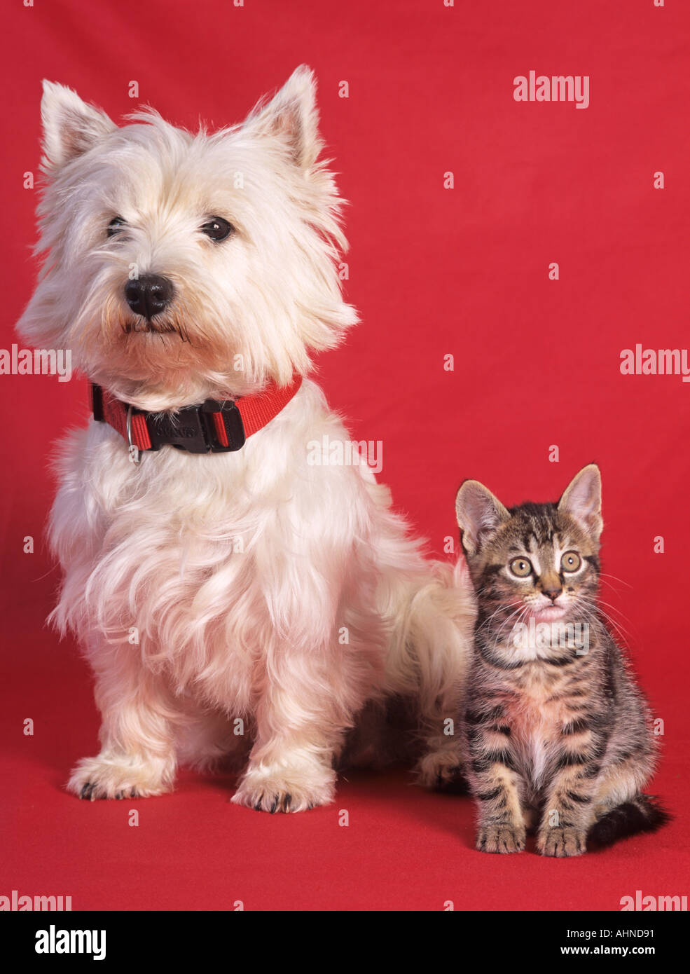 West Highland Terrier & Tabby Kitten Banque D'Images