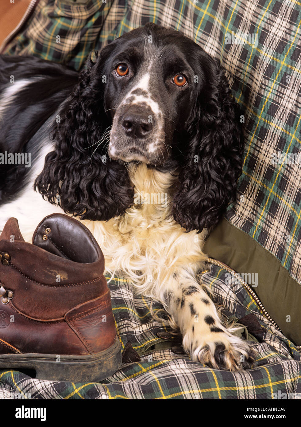 English Springer Spaniel Portrait Banque D'Images