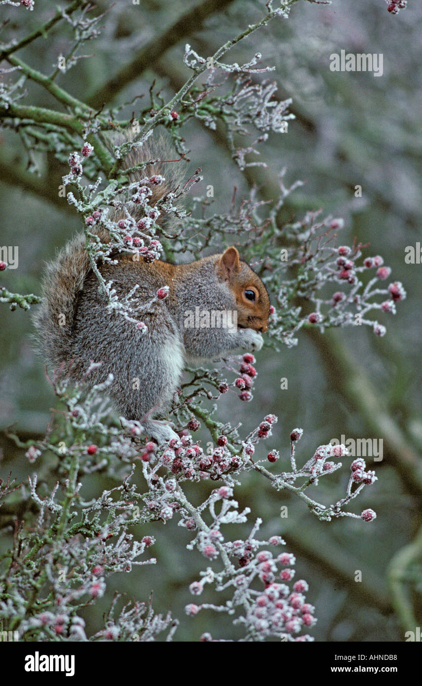 Écureuil gris Sciurus carolinensis sur la branche de la faucons dépolie Banque D'Images