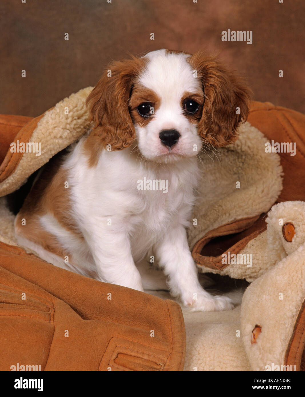 King Charles Spaniel Puppy Variété Blenheim Banque D'Images