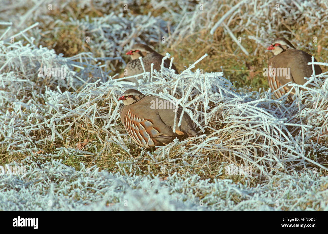 Pattes rouge Partridge Alectoris rufa dans Frost Chilterns UK Décembre Banque D'Images