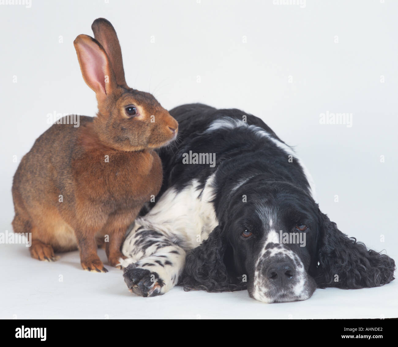 Lapin Animal Épagneul Springer Anglais Banque D'Images