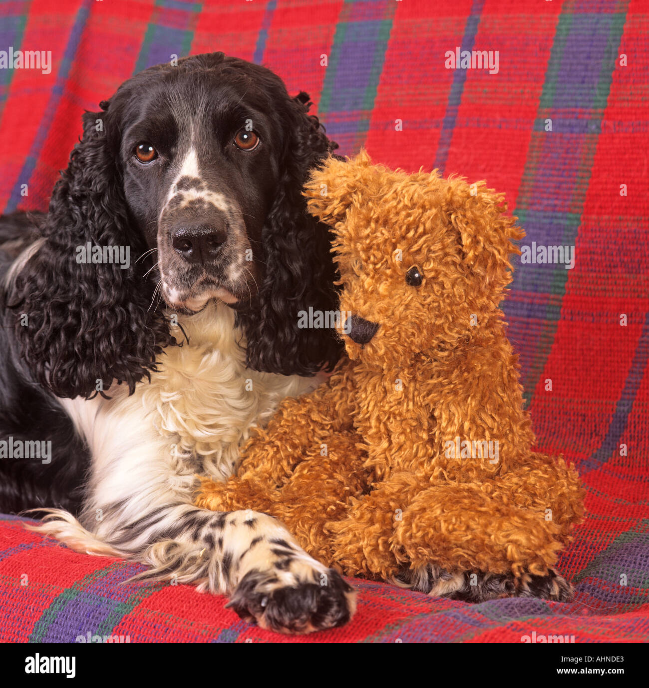 English Springer Spaniel Teddybear Banque D'Images