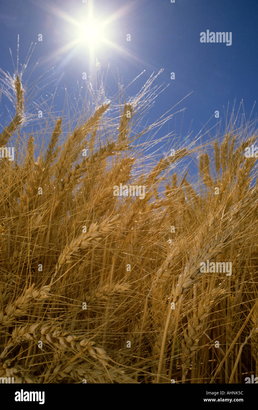 Blé par le soleil en contre-jour Banque D'Images
