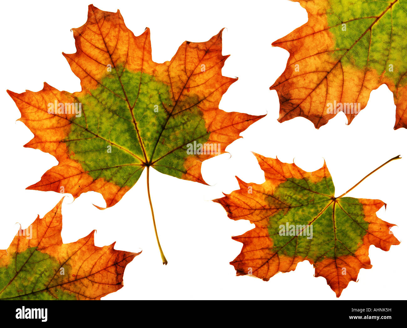Groupe Maple leaf isolé sur fond blanc Banque D'Images