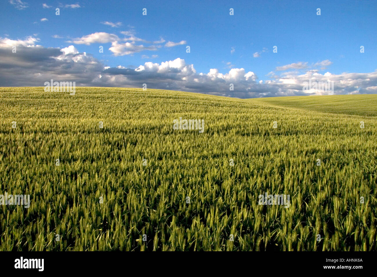 Un champ de grain d'orge dans le Fremont Teton comté domaine de l'Est de l'Idaho Banque D'Images