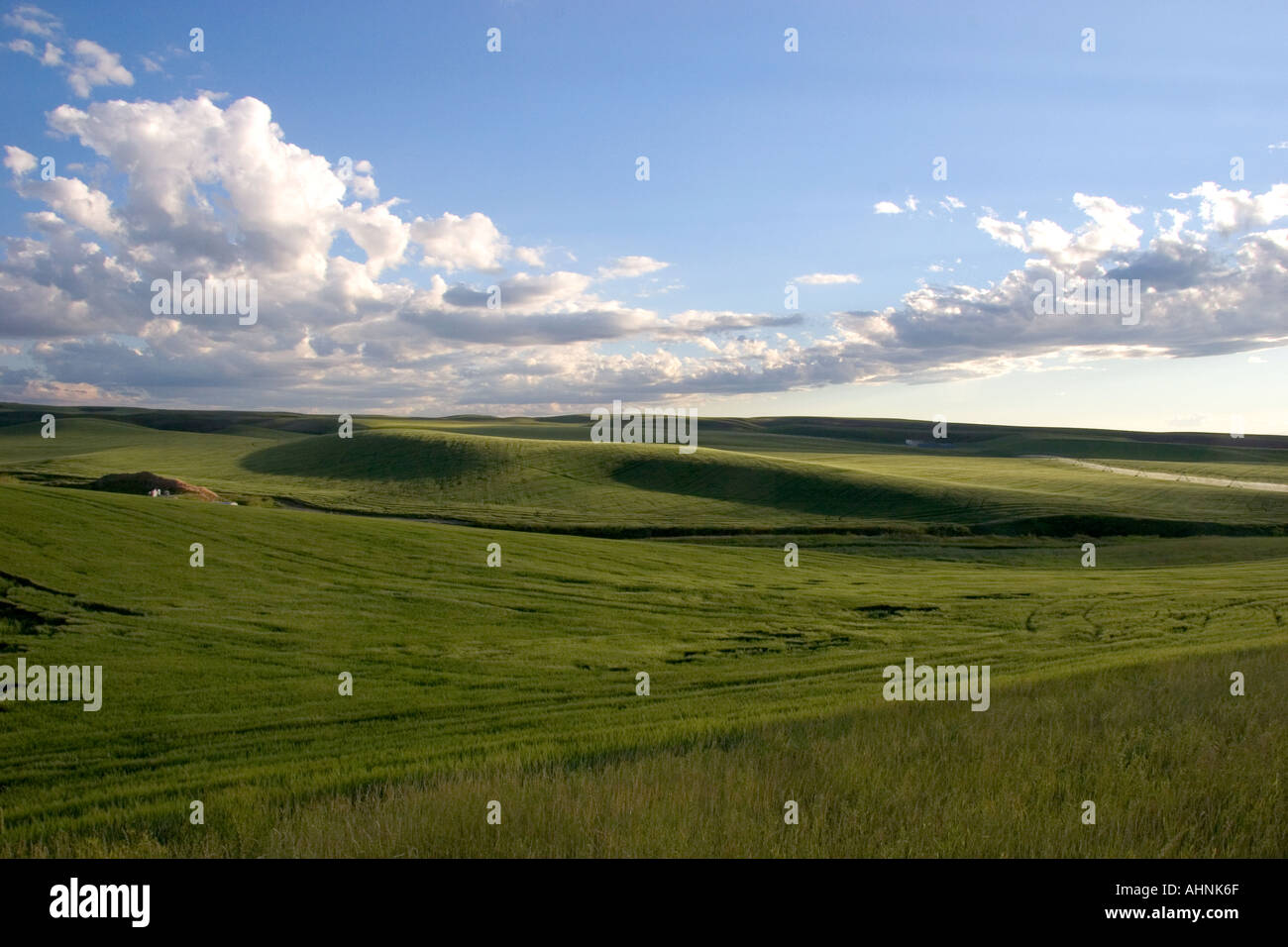 Un champ de grain d'orge dans le Fremont Teton comté domaine de l'Est de l'Idaho Banque D'Images