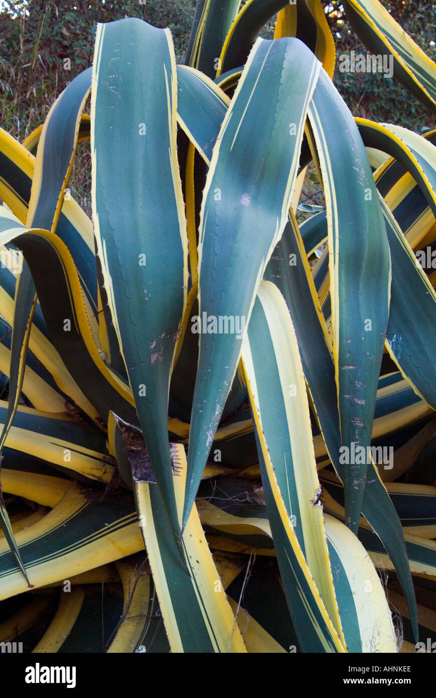 Agave americana marginata var Banque D'Images