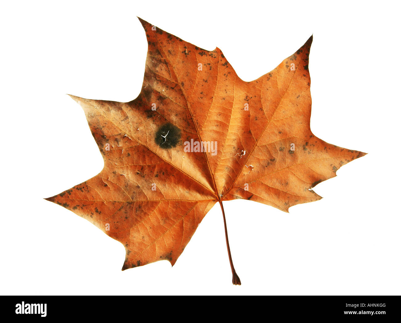 Feuille d'érable brun isolé sur fond blanc Banque D'Images