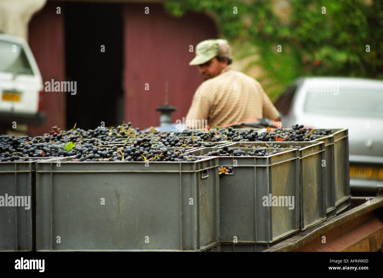 Le tracteur et le vignoble dans des caisses portant des travailleurs avec des raisins à la vendange, Domaine Pech-Redon, Coteaux du Languedoc la Clape, Narbonne, Hérault, Languedoc-Roussillon, France Banque D'Images