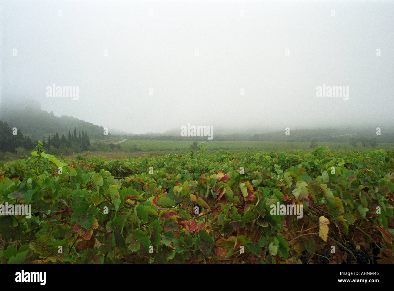 Vue sur le vignoble et la montagne de La Clape dans le brouillard, au moment de la récolte Domaine Pech-Redon, Coteaux du Languedoc la Clape, Narbonne, Hérault, Languedoc-Roussillon, France Banque D'Images