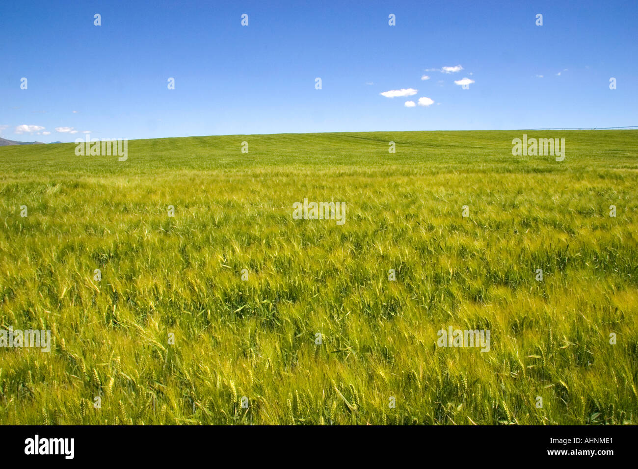 Champ d'orge près de Idaho Falls Idaho Banque D'Images