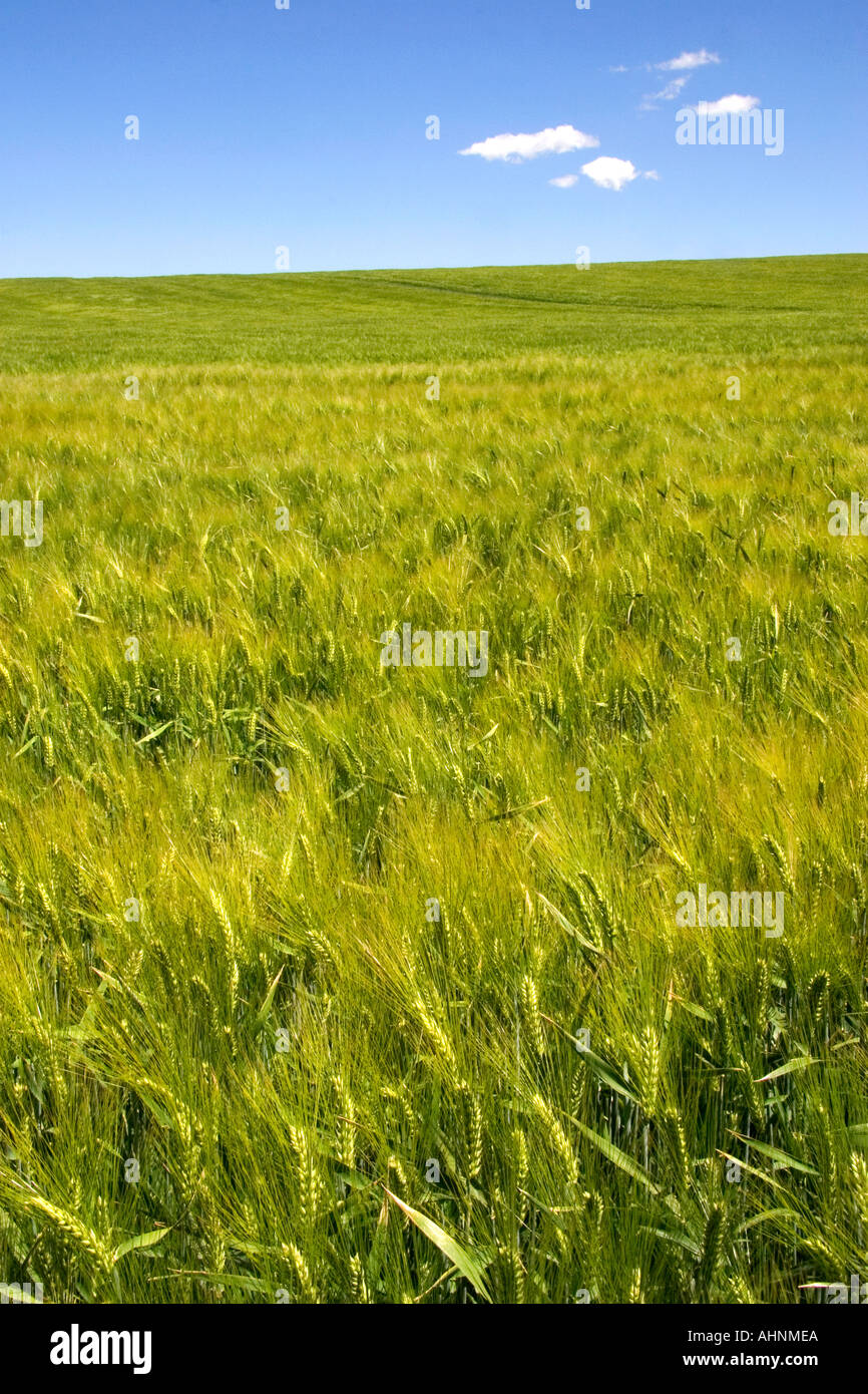 Champ d'orge près de Idaho Falls Idaho Banque D'Images