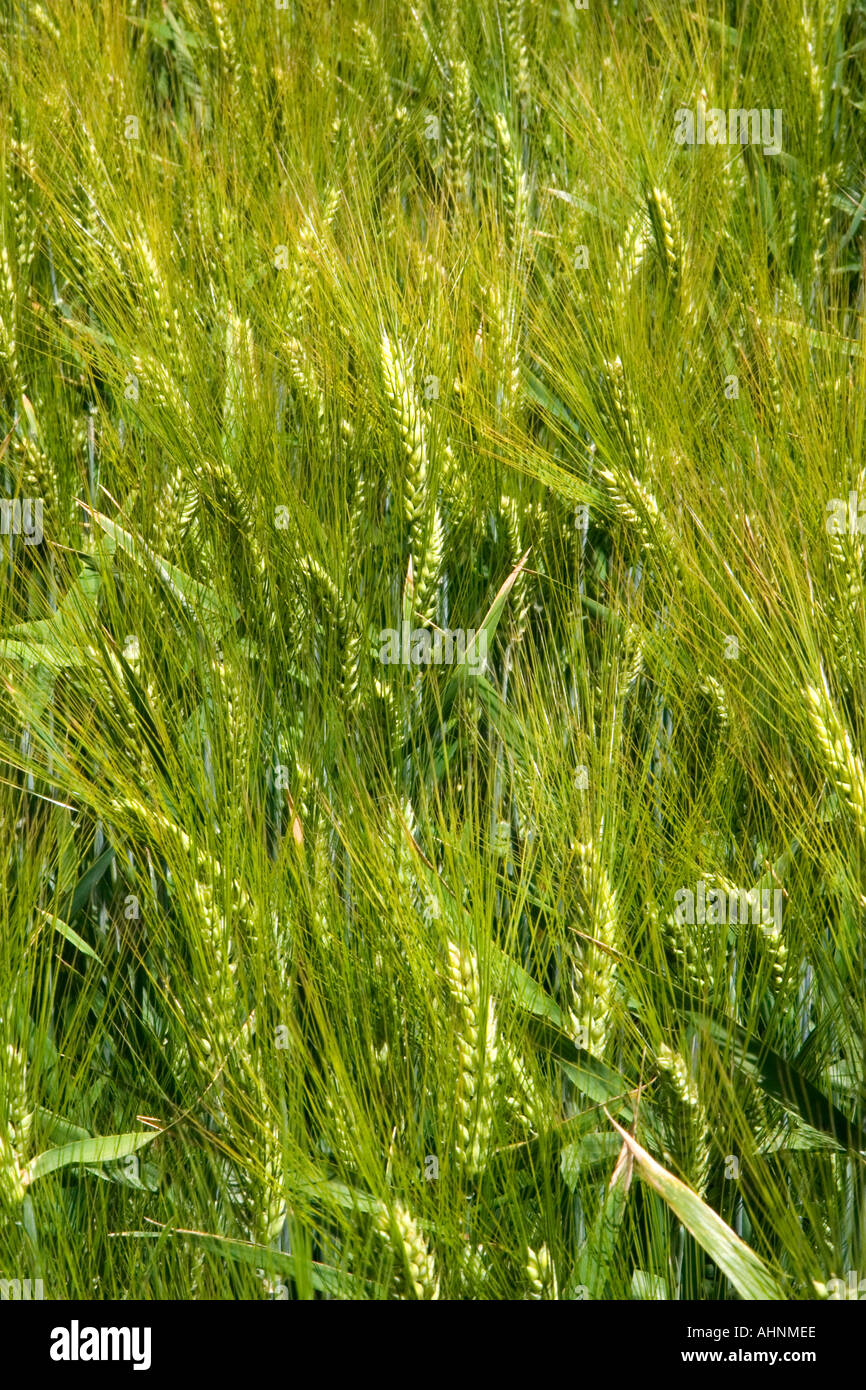 Champ d'orge près de Idaho Falls Idaho Banque D'Images