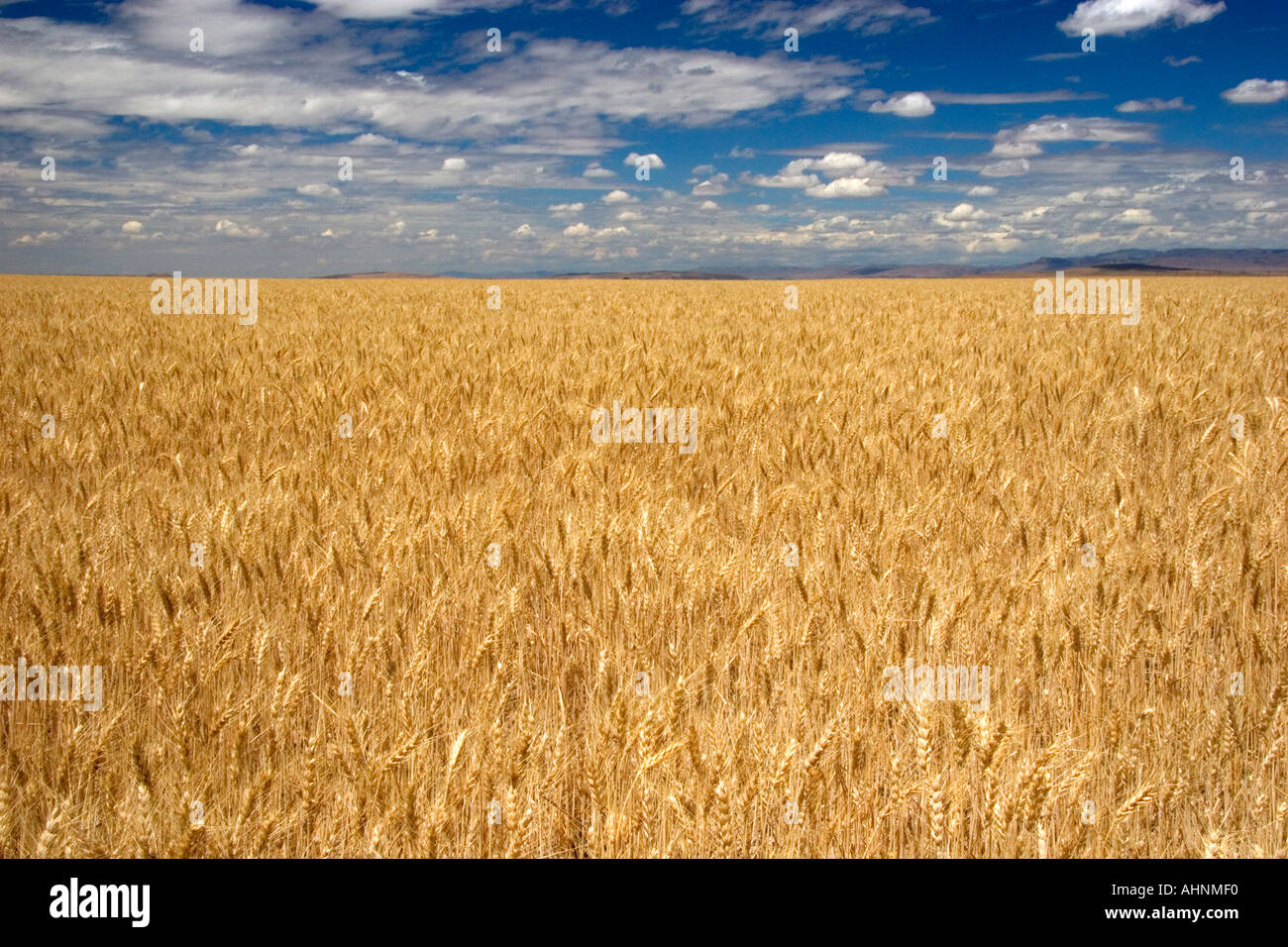 Champ de blé dans la région de Elmore Comté Ohio Banque D'Images