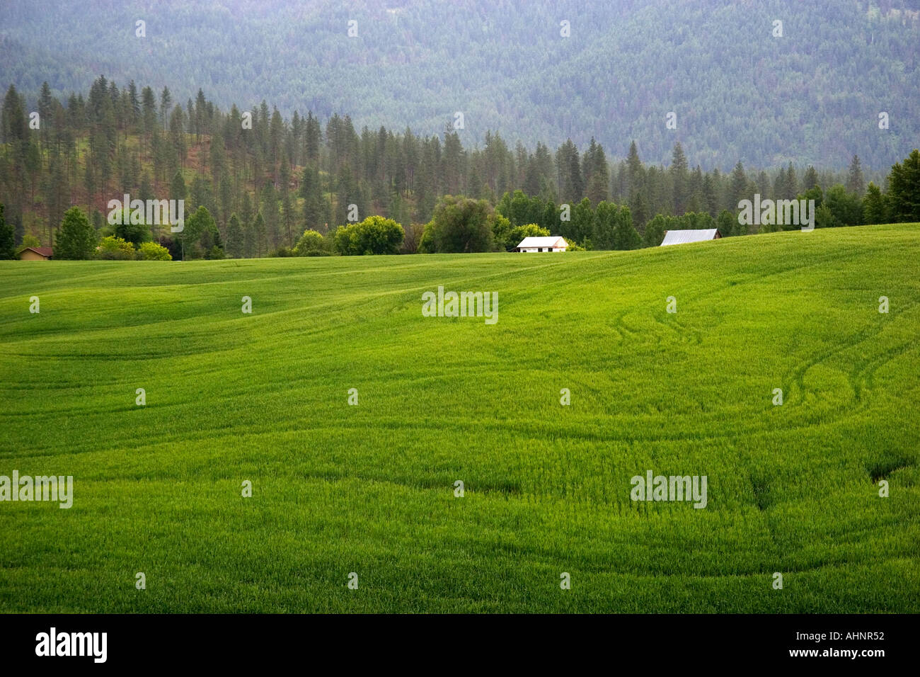Blés champ près de Colville Washington Banque D'Images