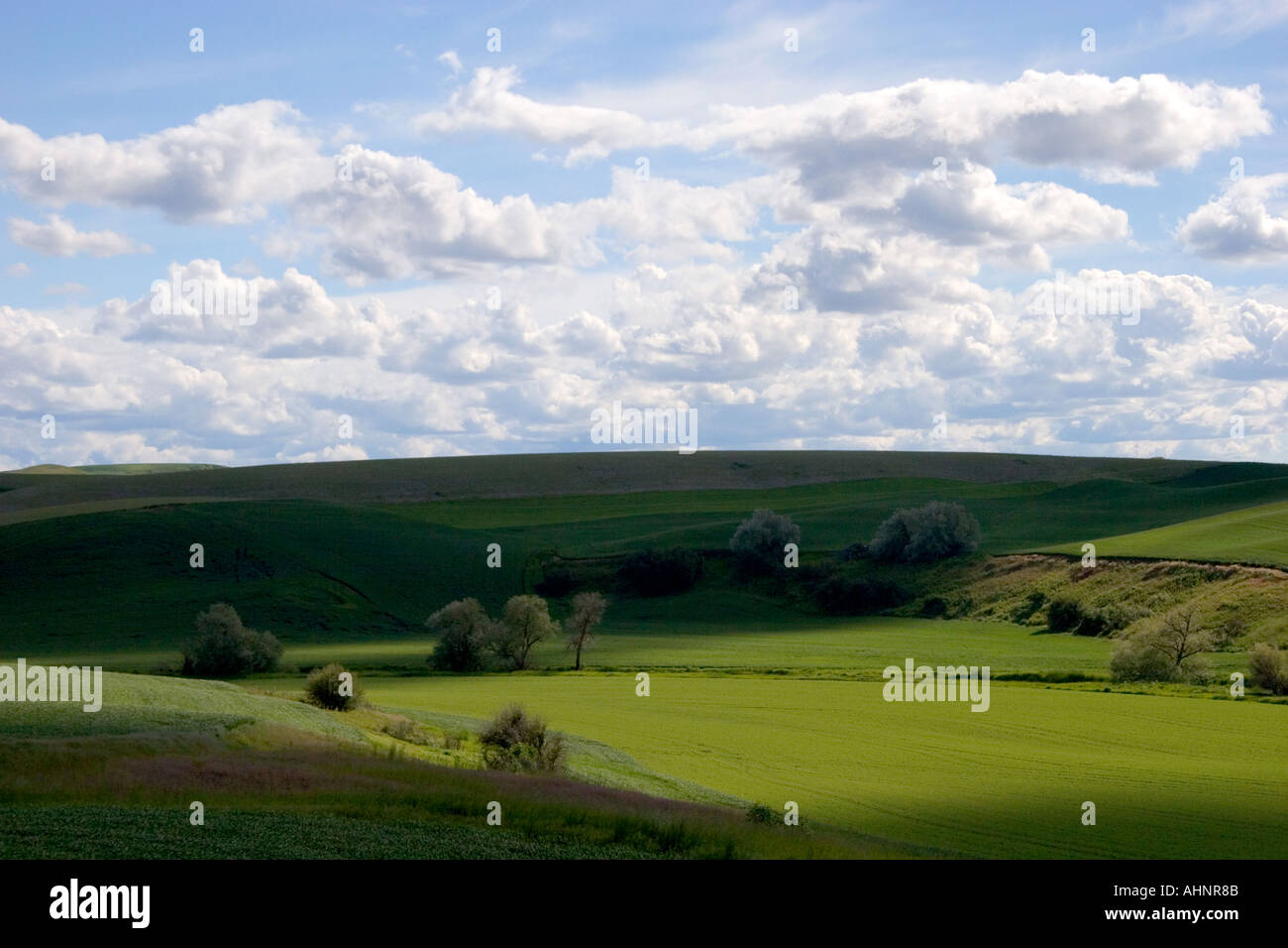 Blé de l'est Washington ferme avec collines et nuages Banque D'Images
