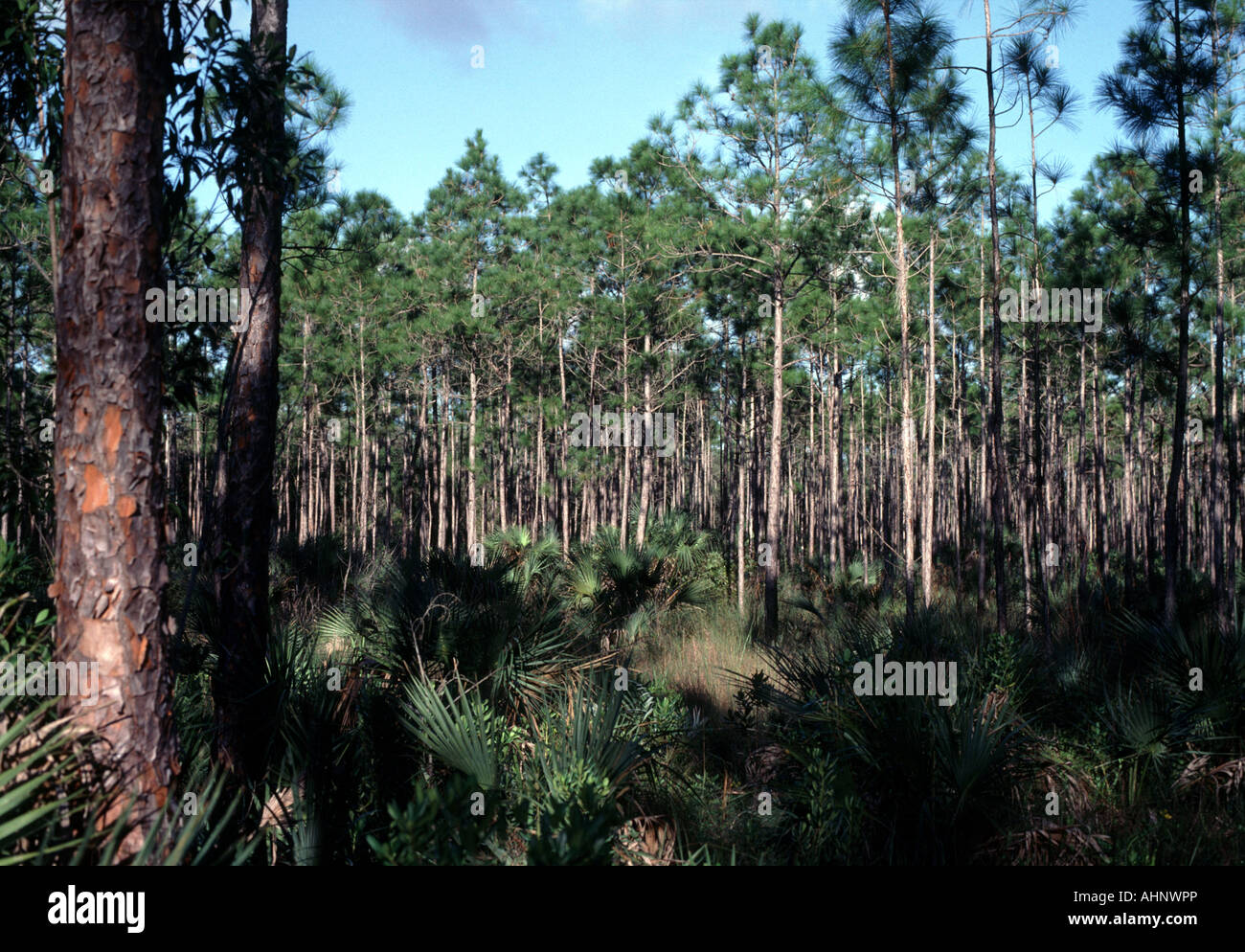 Pins le long du sentier dans la Pineland Parc National des Everglades en Floride USA Banque D'Images