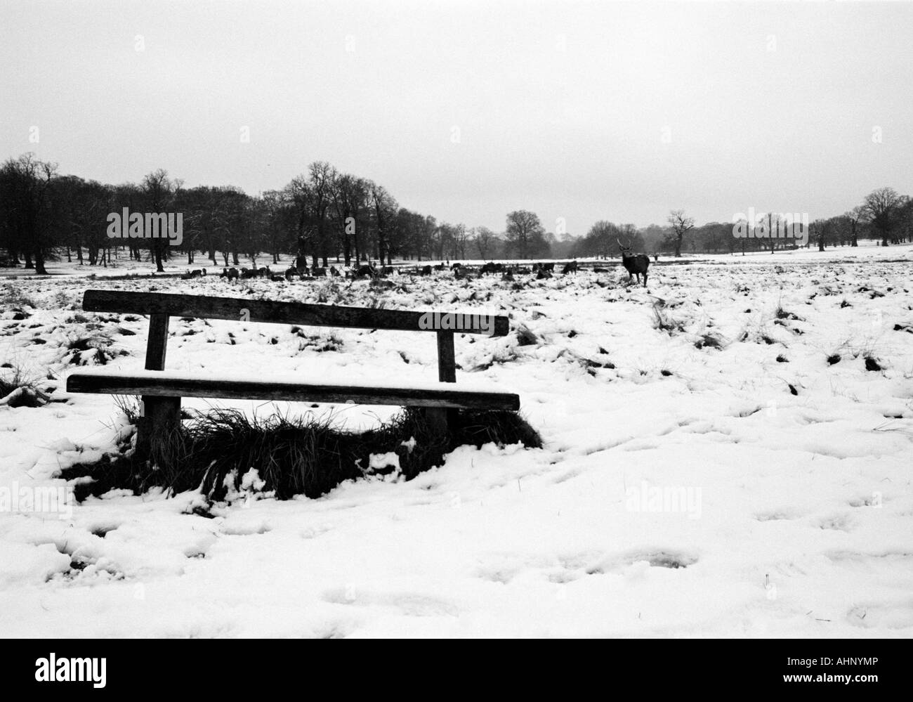 Chevreuil dans la neige à Richmond Park Londres Royaume-Uni Janvier Banque D'Images