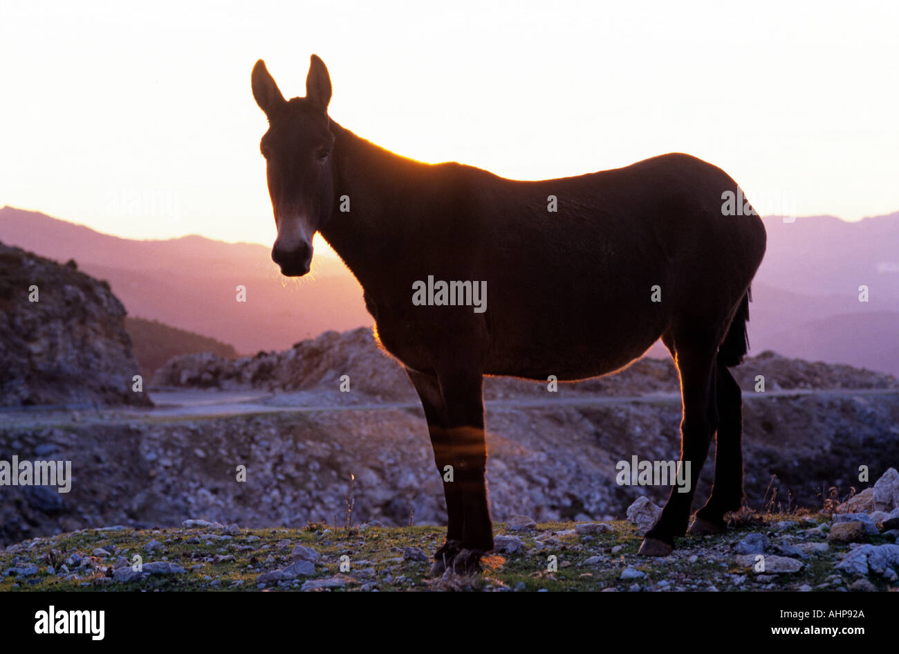 Mule contre le soleil de l'après-midi dans une chaîne de montagnes en andalousie espagne Banque D'Images