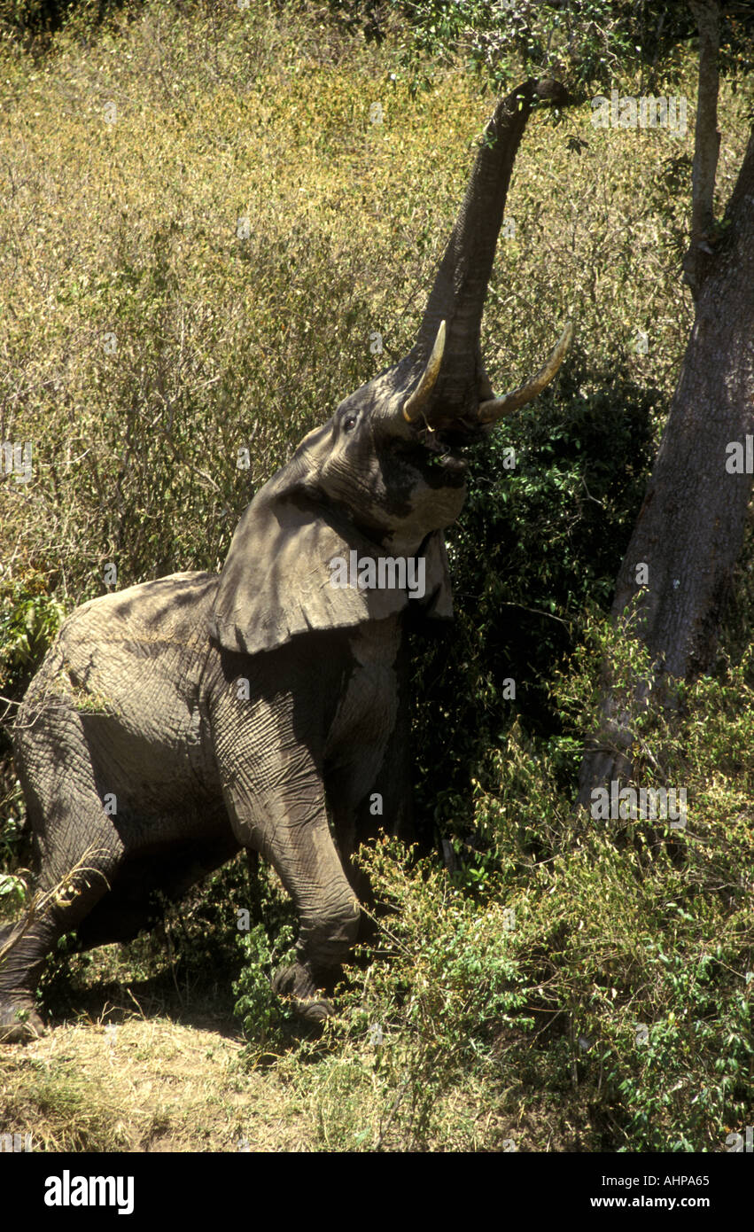 Atteindre l'éléphant dans la verrière de l'arbre Greenheart Réserve nationale de Masai Mara au Kenya Banque D'Images