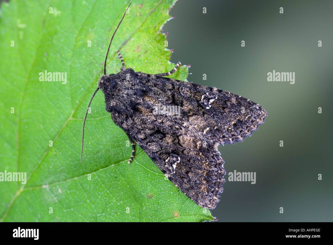 Dot d'amphibien Melanchra persicariae au repos sur feuilles présentant des caractéristiques et detal Bedfordshire Potton Banque D'Images