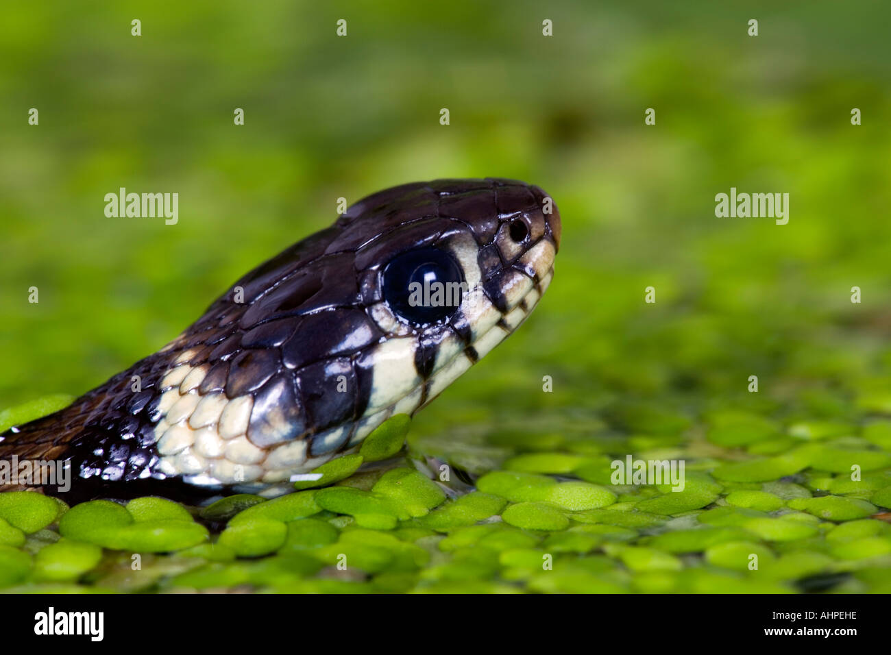Petit jeune couleuvre à collier Natrix natrix nager dans l'étang de jardin close up de Potton tête Bedfordshire Banque D'Images