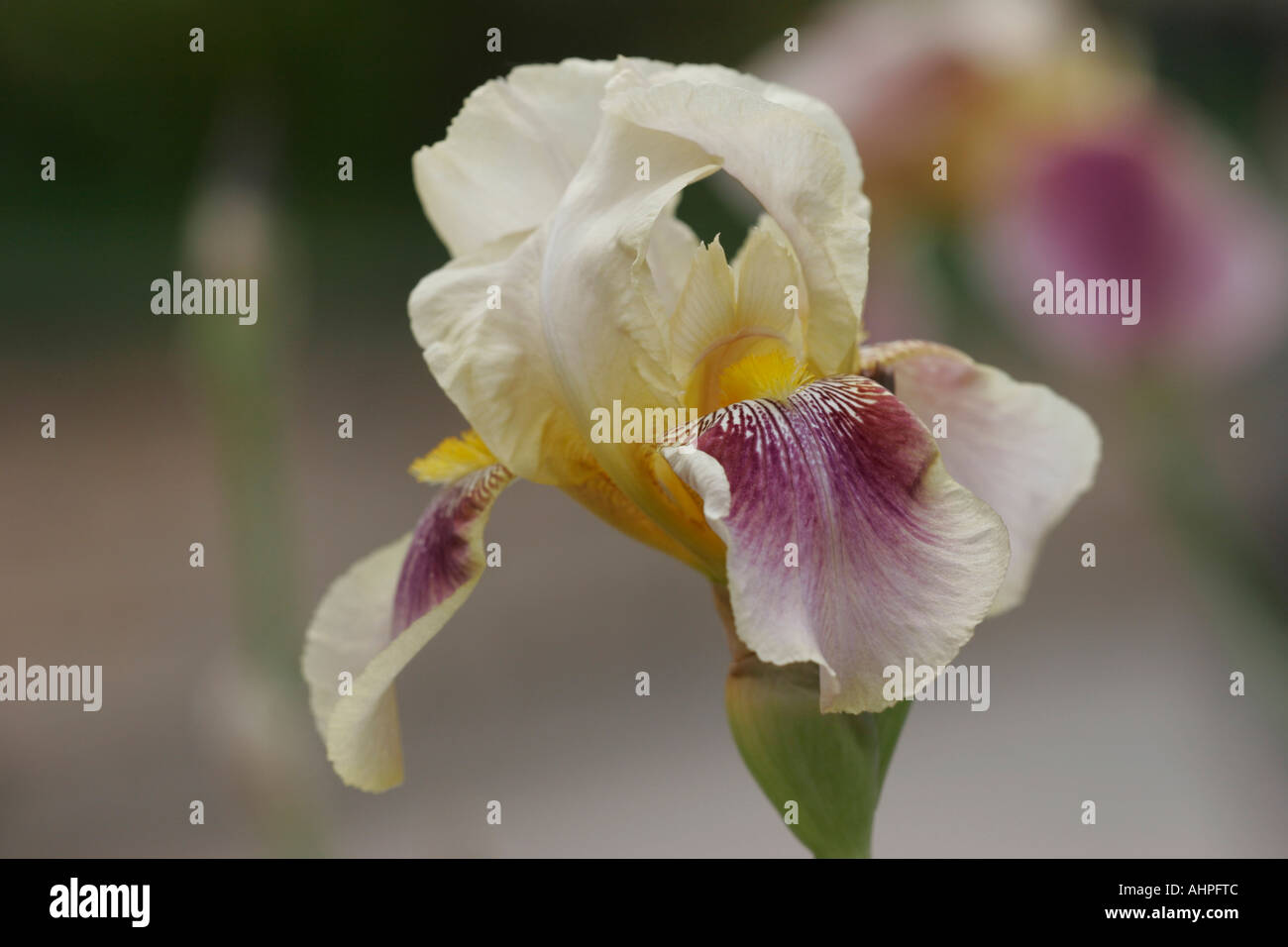 Violet pâle, jaune et blanc, iris Banque D'Images