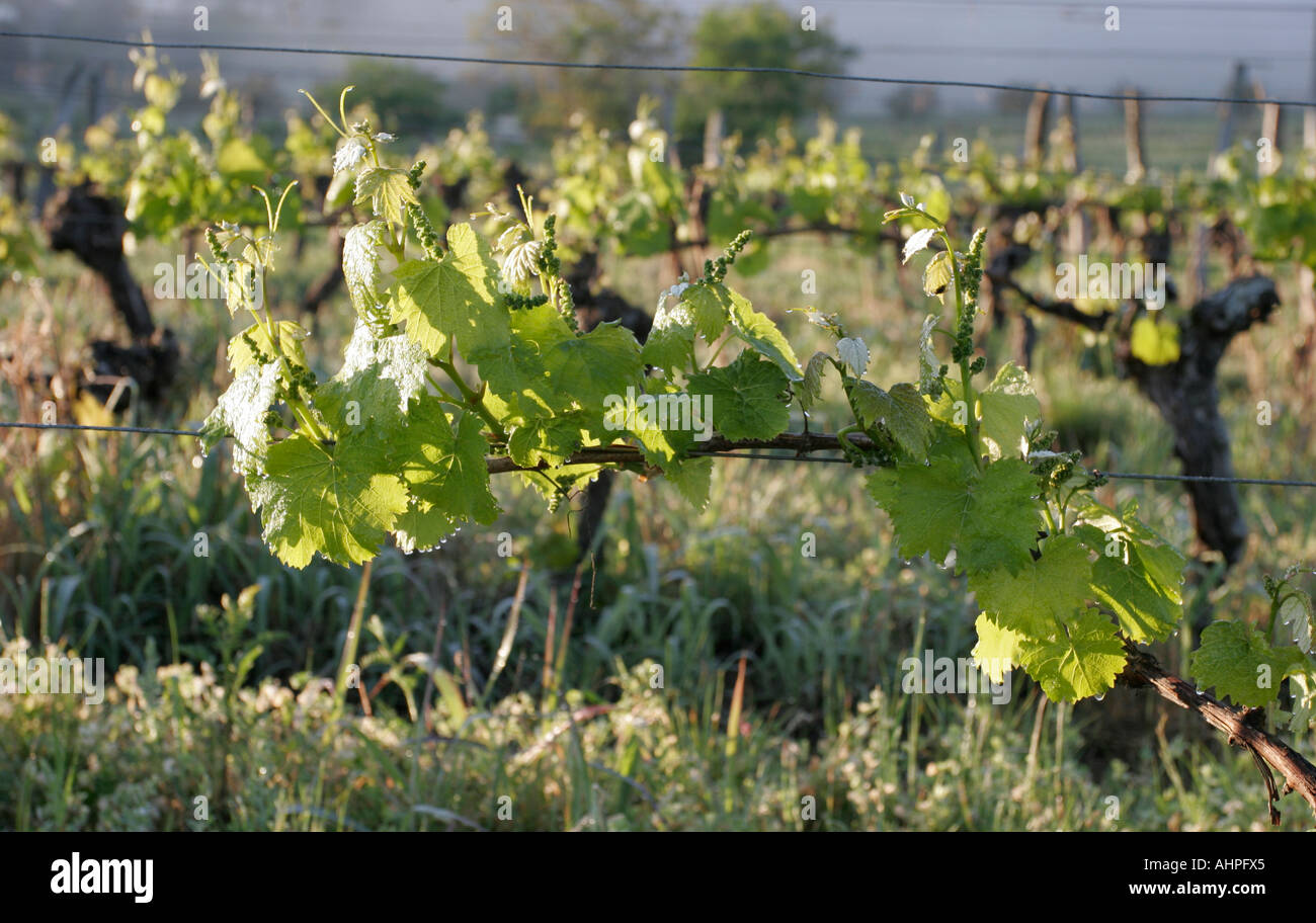 Printemps de vignes Banque D'Images