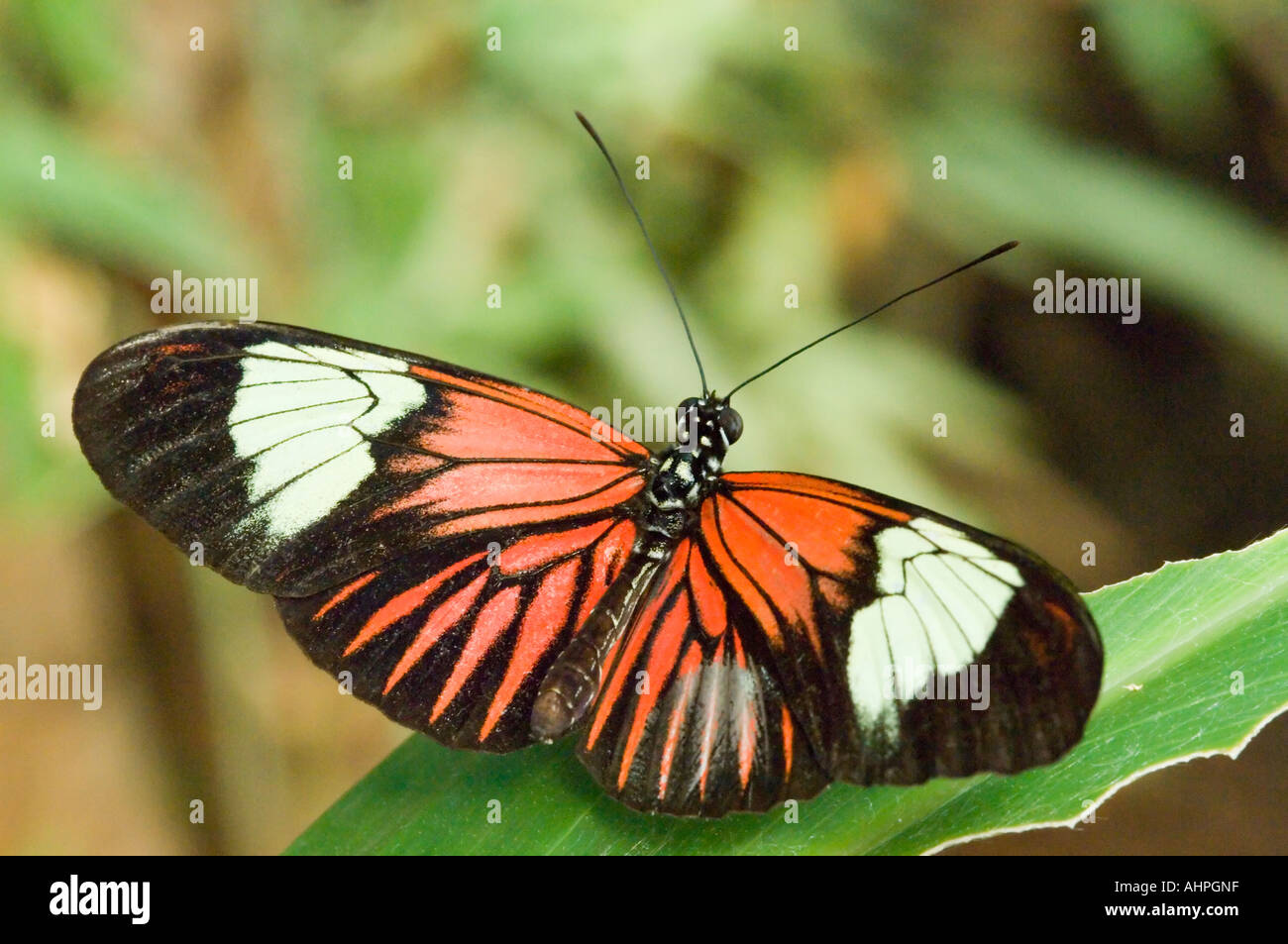 Close up of 'le facteur' (papillon Heliconius Melpomene) reposant sur une feuille. Banque D'Images