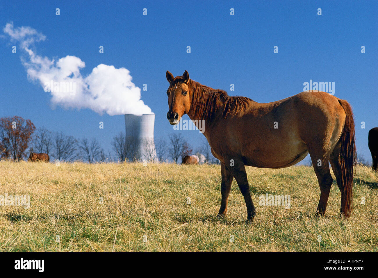 Cheval dans un champ avec Callaway nuclear power plant en arrière-plan de l'édifice Stedman Missouri Banque D'Images