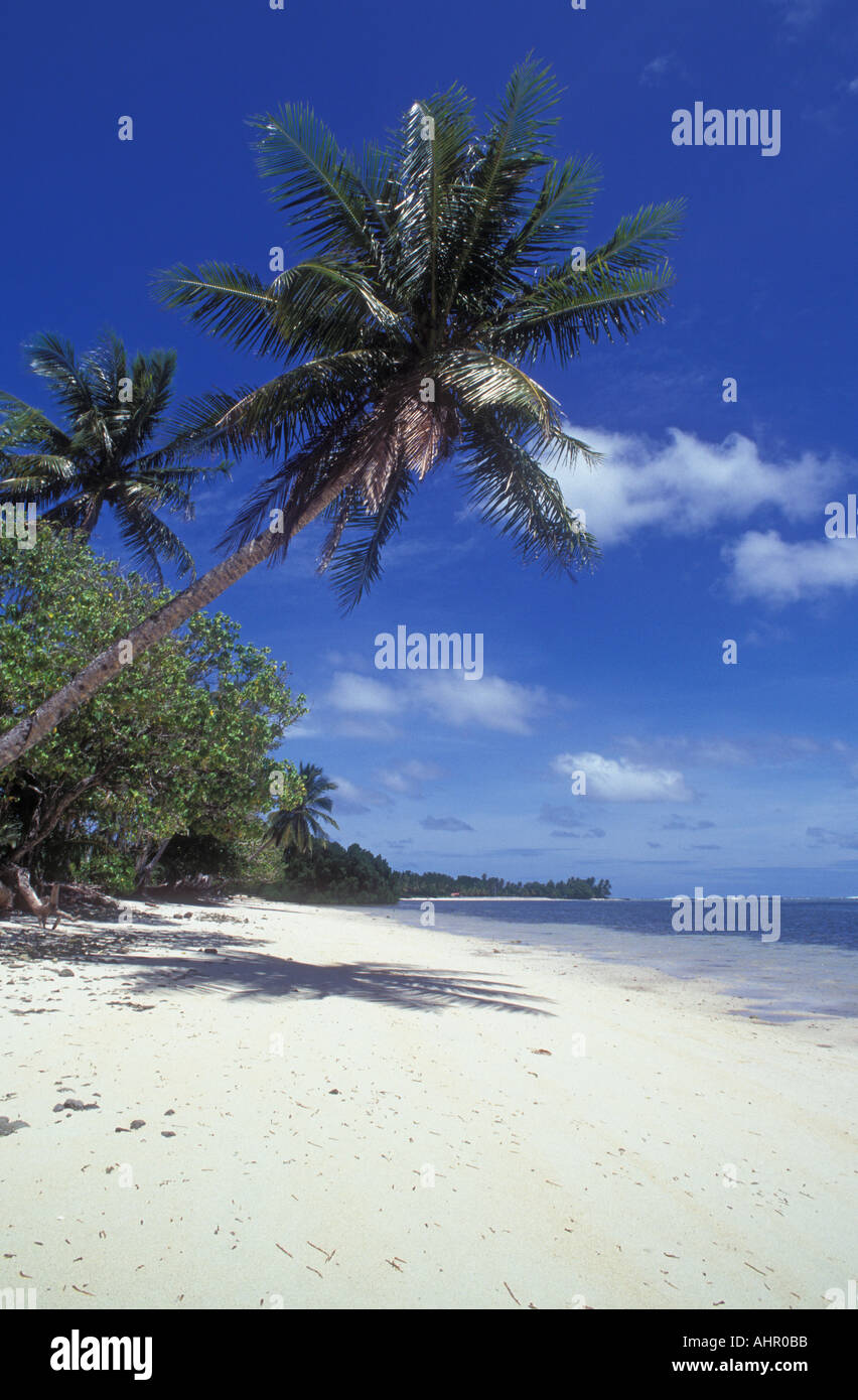 Kosrae Micronésie plage et cocotier tree à Kosrae Nautilus Resort District Lelu Banque D'Images
