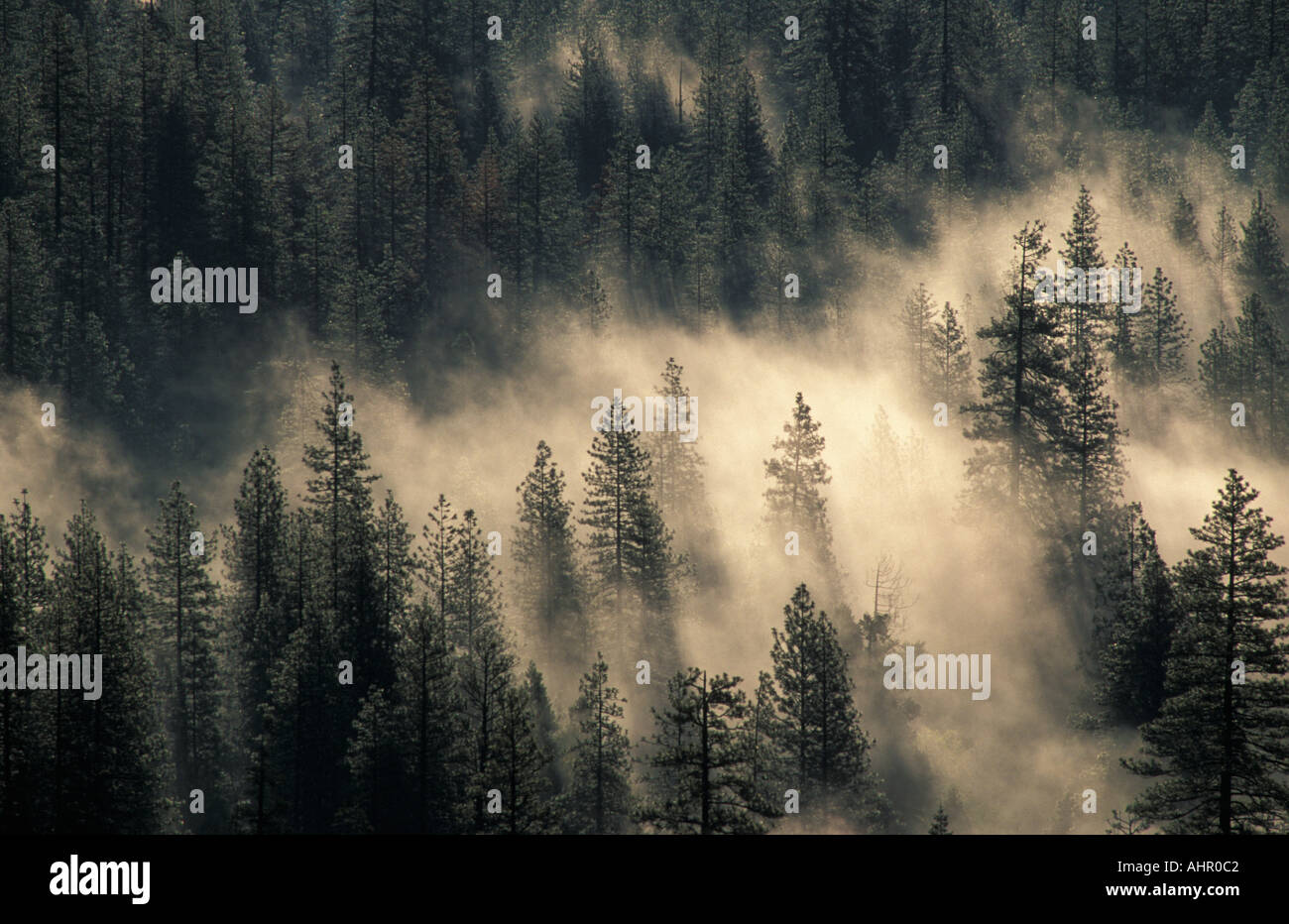 Brouillard au sol et de pins dans la vallée Yosemite Yosemite National Park California Banque D'Images