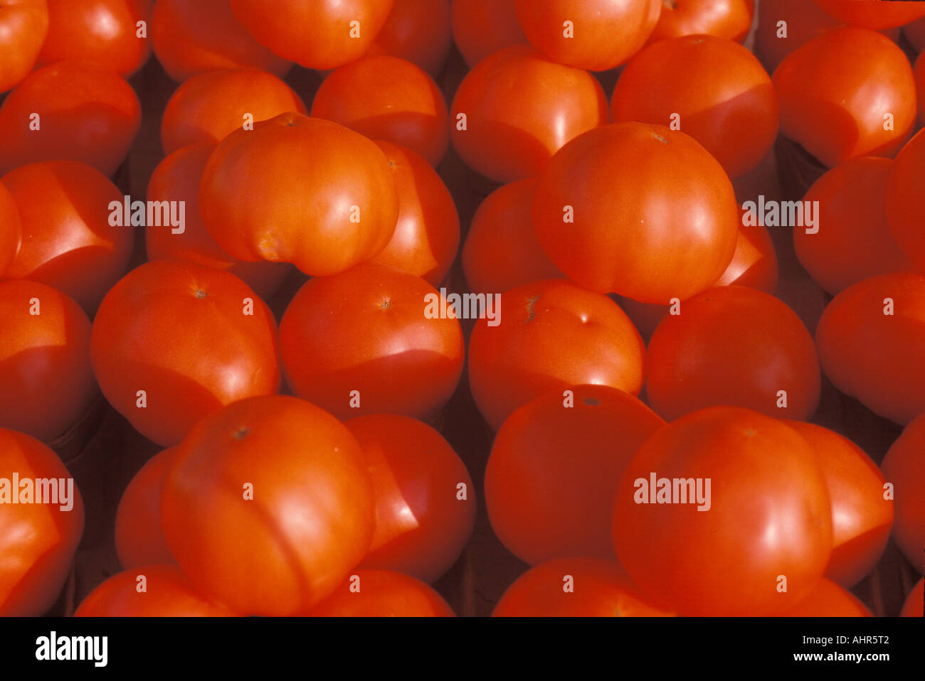 Tomates à un stand de fruits en MI Pigeon blanc Banque D'Images