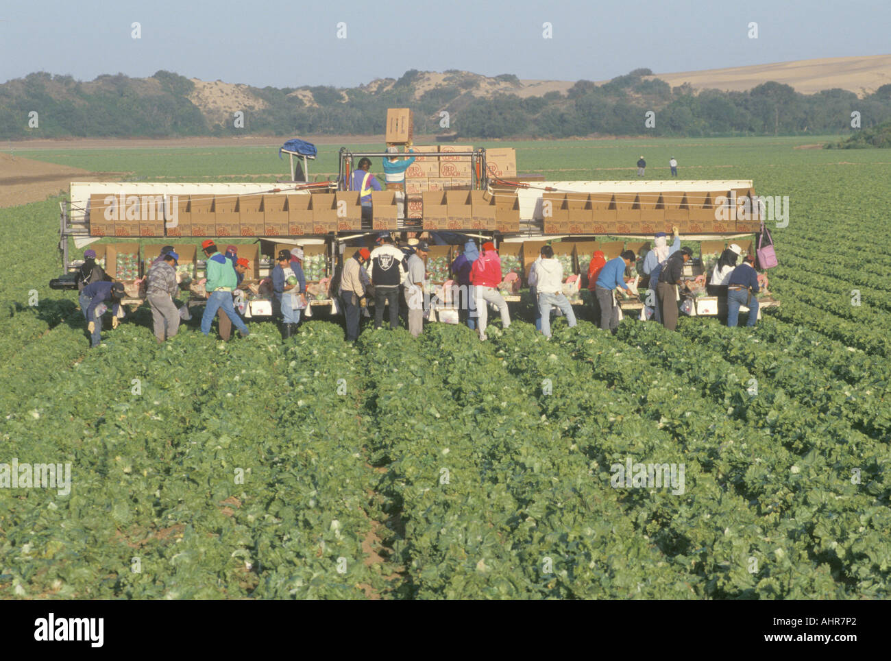 Les travailleurs migrants moissonner dans Central Valley CA Banque D'Images