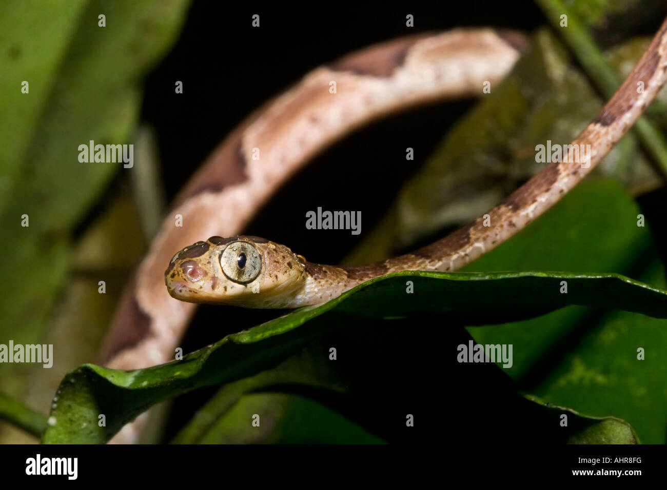 Arbre généalogique Blunthead Imantodes cenchoa (serpent) en déplacement dans la nuit dans le les basses terres des forêts tropicales du Costa Rica. Banque D'Images