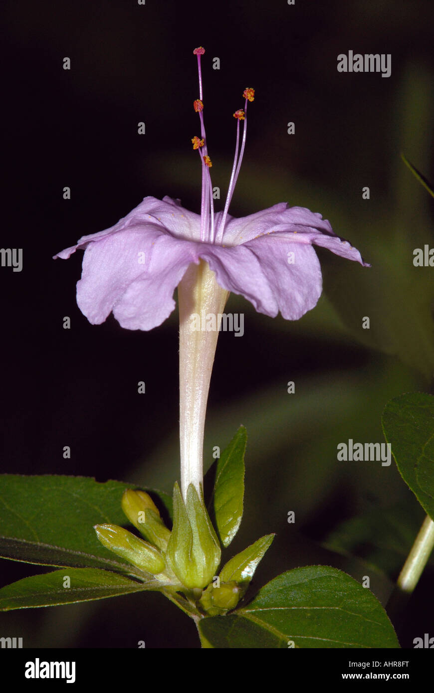 Quatre heures -wildflower fleurit tard dans l'après-midi, très coloré, certains sont de couleur blanche, un peu de violet, certains rouge foncé. Banque D'Images