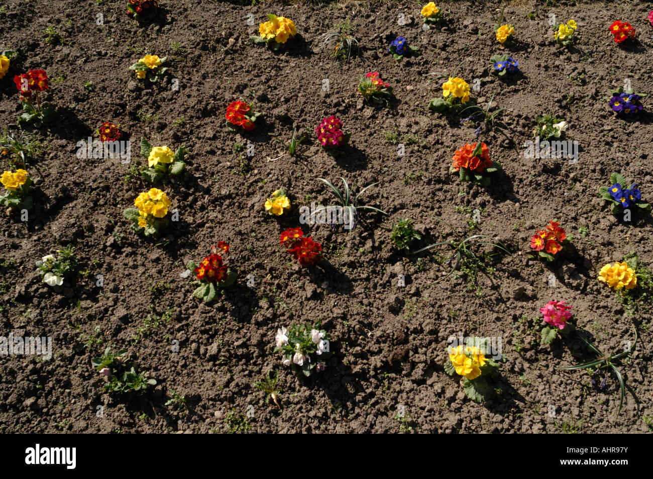 Fleurs en croissance dans un lit de fleur de terre Banque D'Images