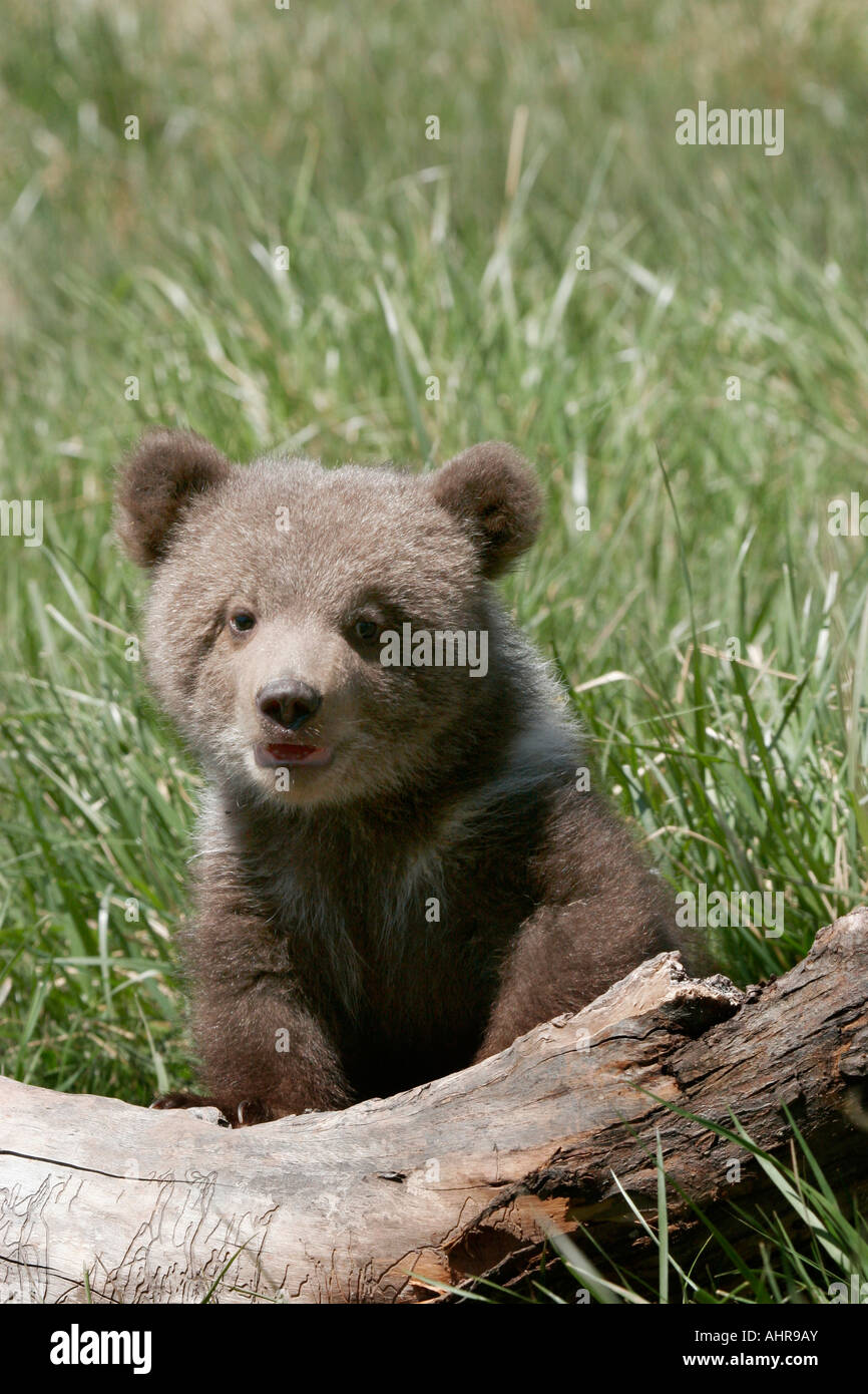 Bebe Calin Ours Grizzli Urus Horribilis Photo Stock Alamy