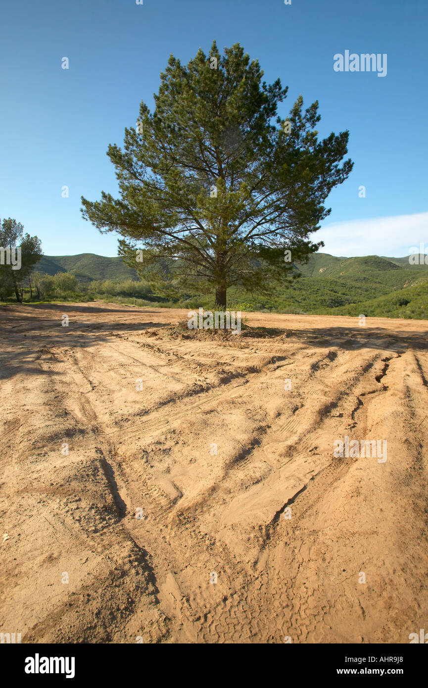 Un arbre isolé dans un champ qui est en cours d'élaboration pour la construction dans le sud de CA Banque D'Images