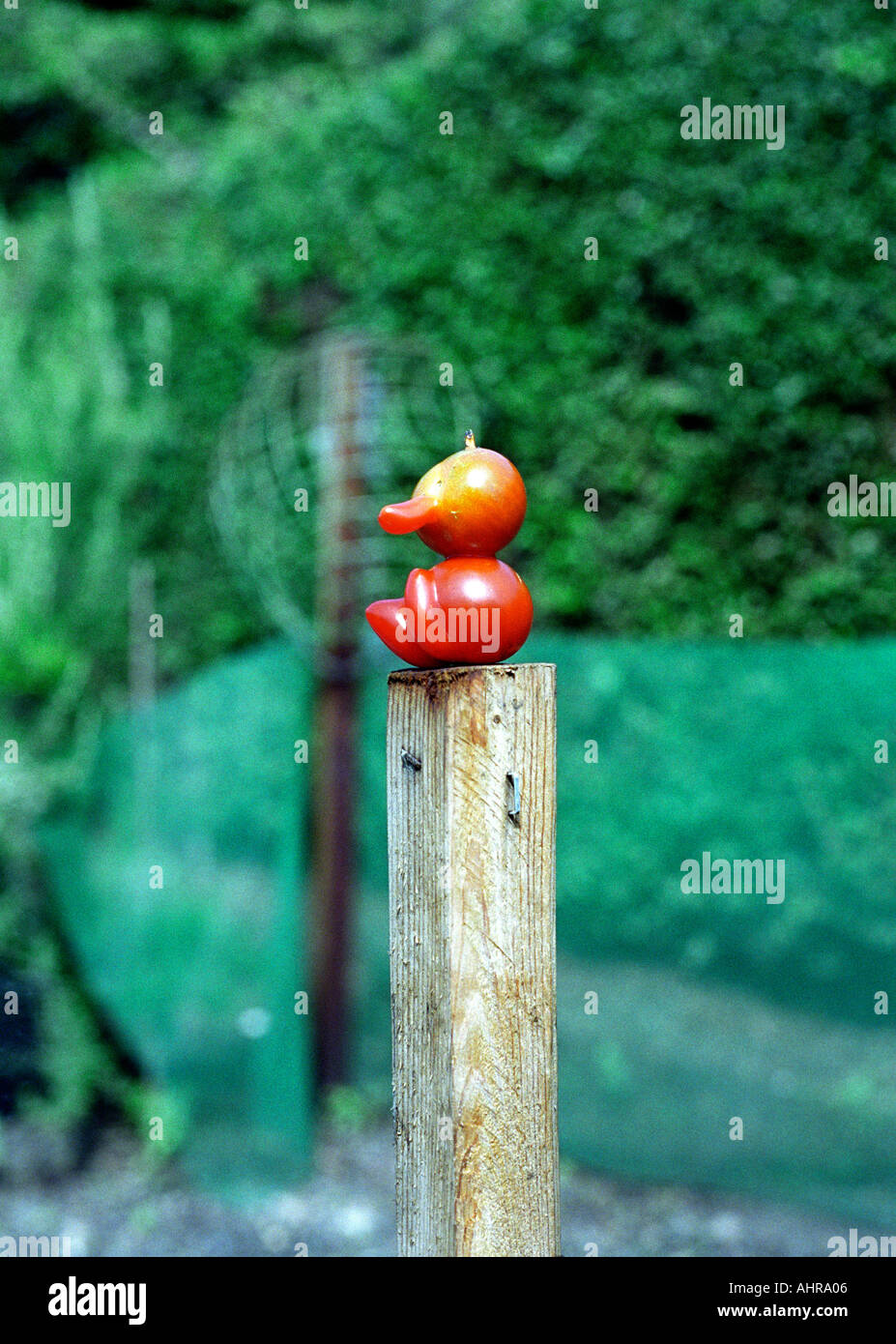 Homme assis sur tomate POSTER DANS SANTÉ ET METTRE EN PLACE LE JARDIN POUR MANGER Banque D'Images
