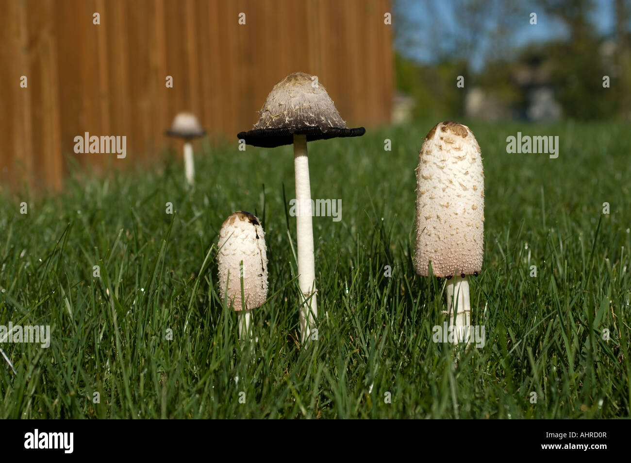 Cap d'encre Shaggy dans une cour clôturée de champignons Banque D'Images